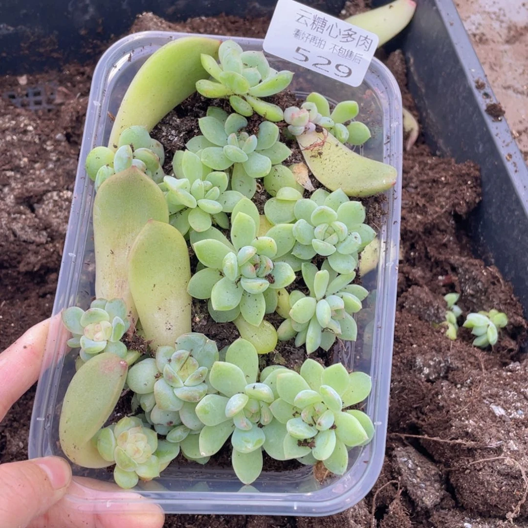云糖心多肉植物529