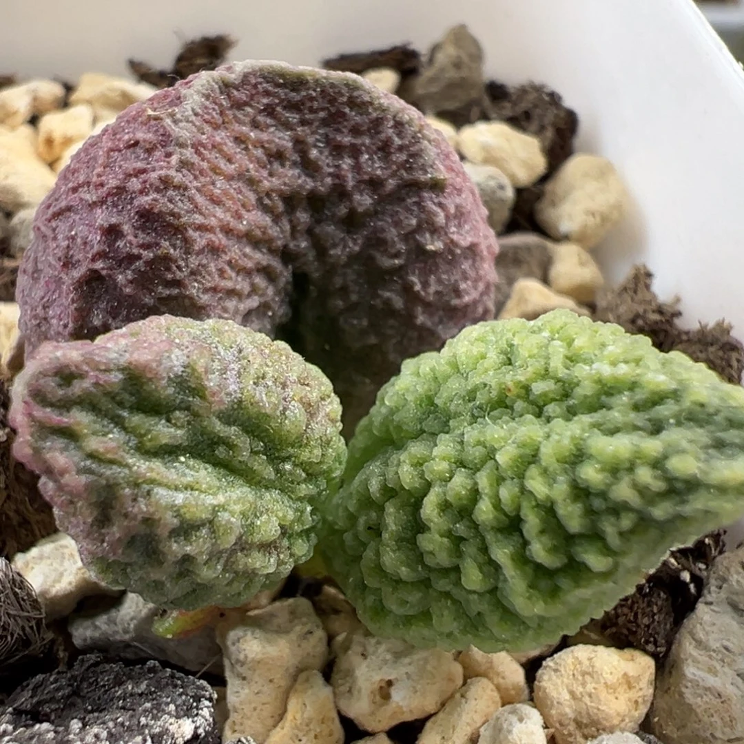 实生新品大苗多肉植物水泡