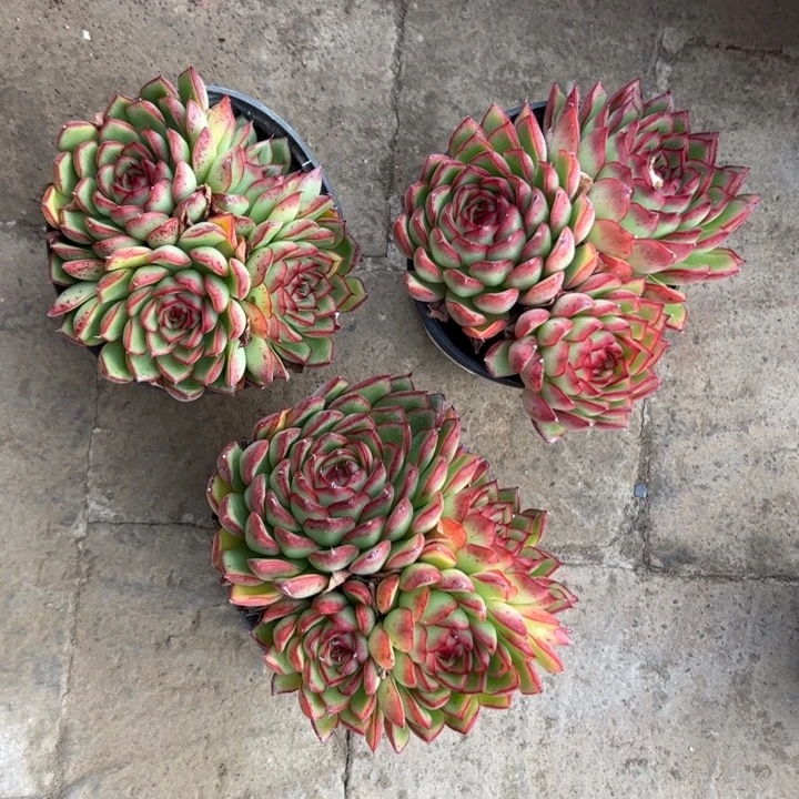 新疆包邮 萤火虫