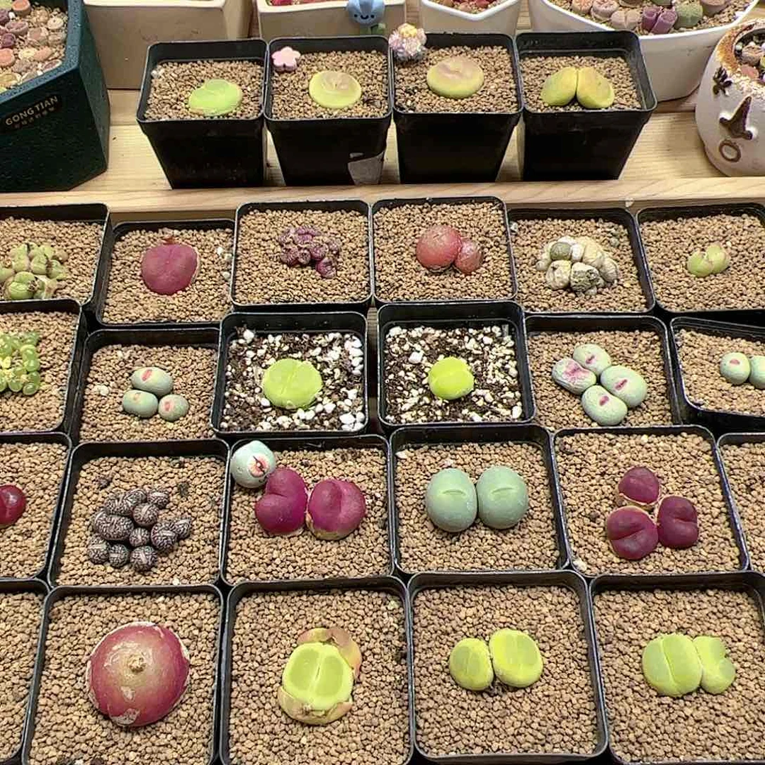【闪购商品】?****！153 可以专拍拉登
