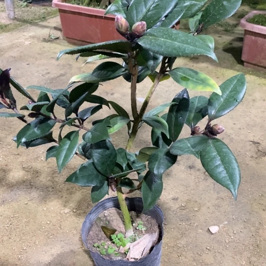 当前无花栽培后可以开花