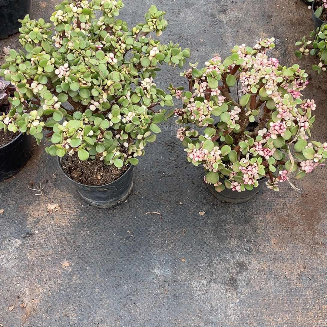 金枝玉叶9.9米 量拍多肉