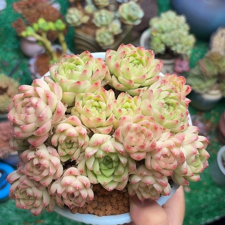 麦秆 发发发发发发