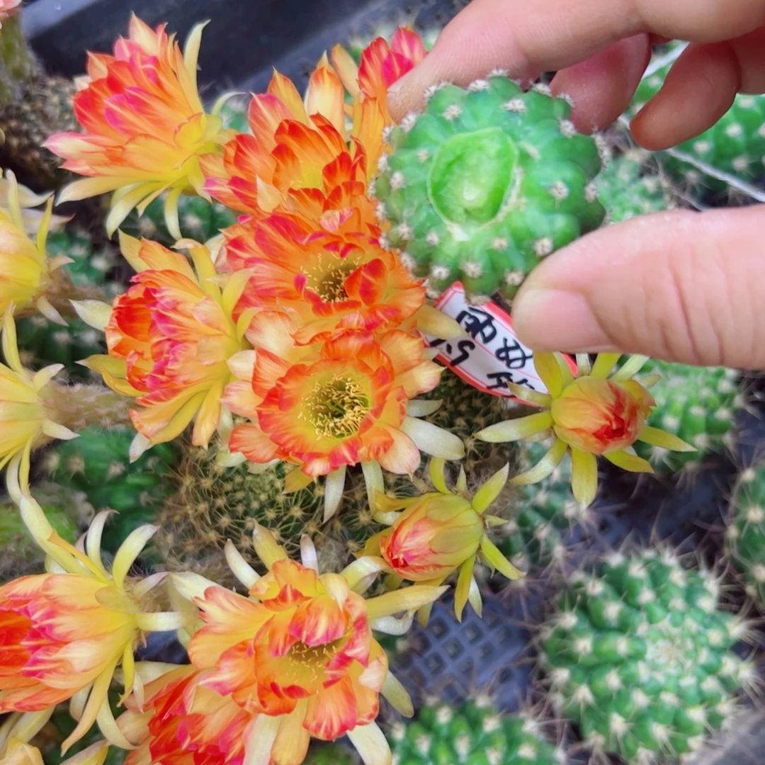 下4丽花88 歪无根侧芽3公分左右20包邮