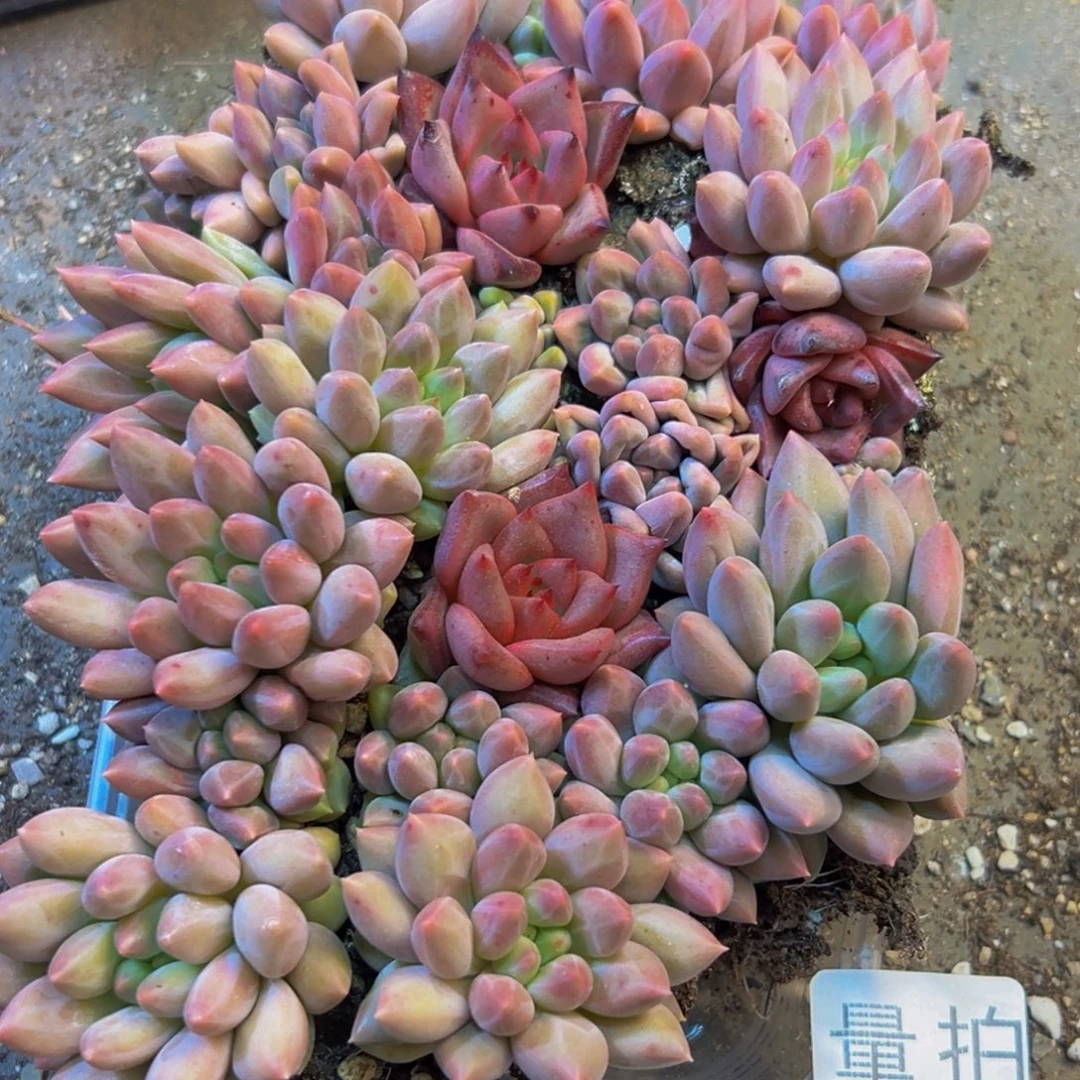 705多肉植物和各种植物在
