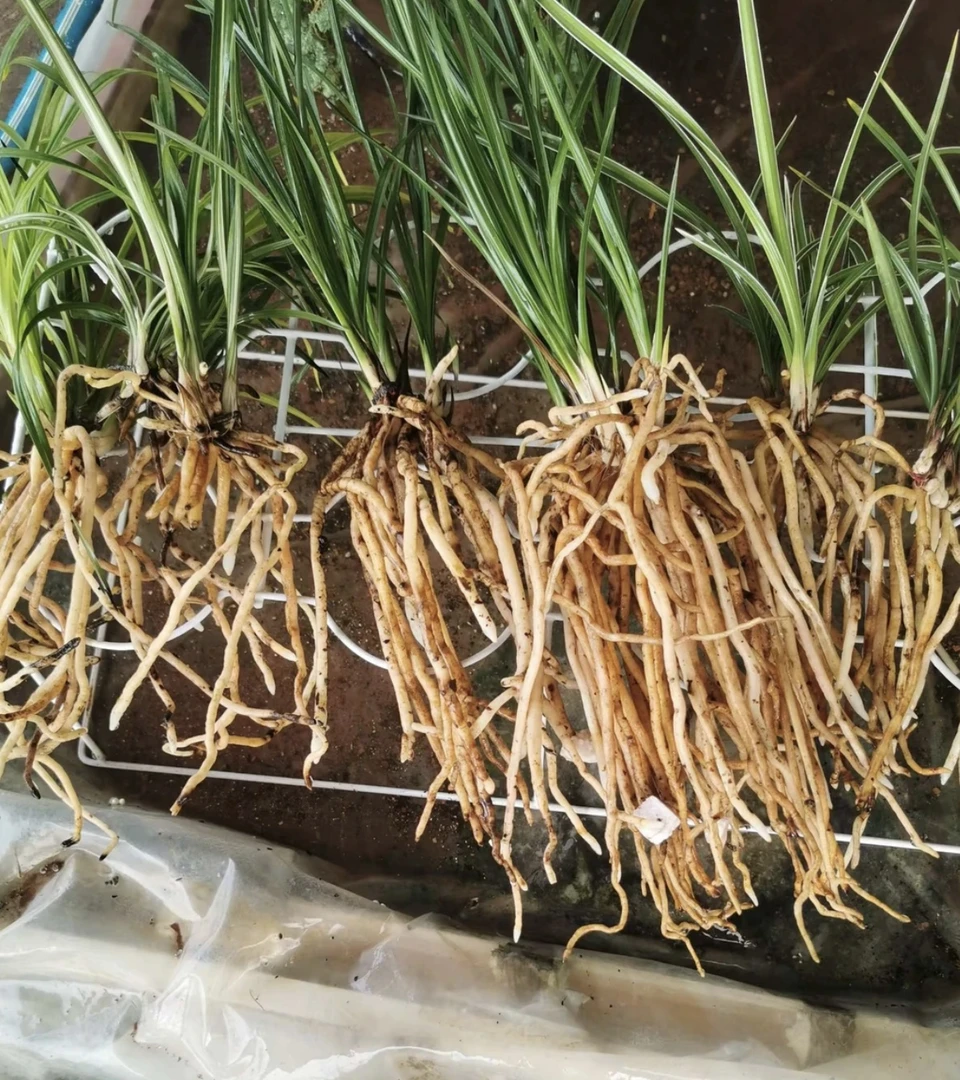 兰花专拍链接（一物一拍）