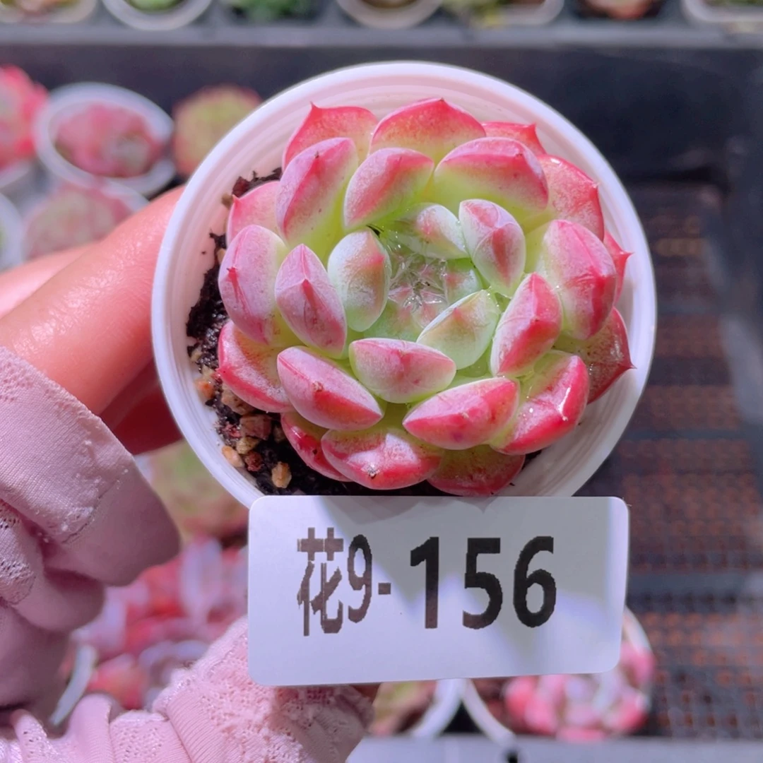 花利美9-156白桃汽水