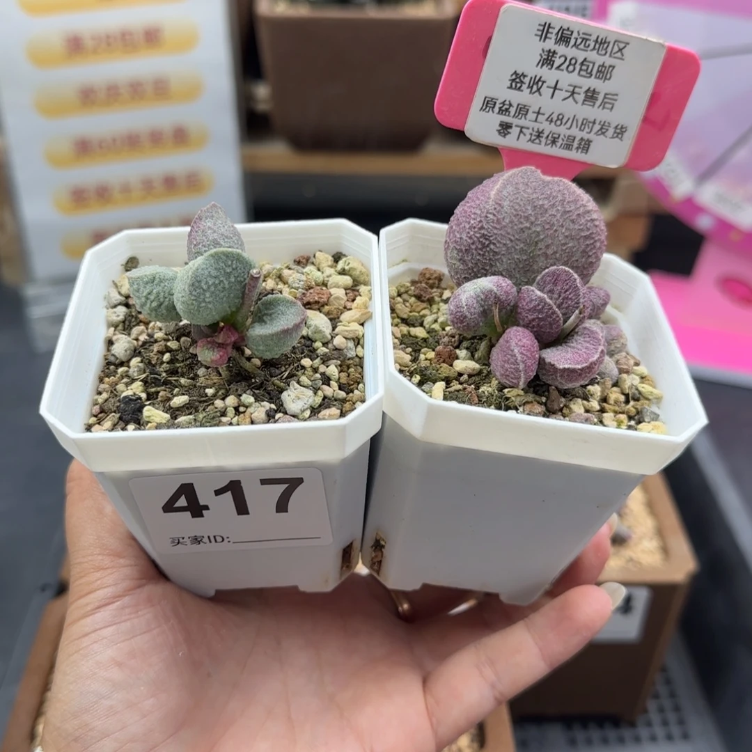 417绿猪肝20哈莫猪肝28多肉植物