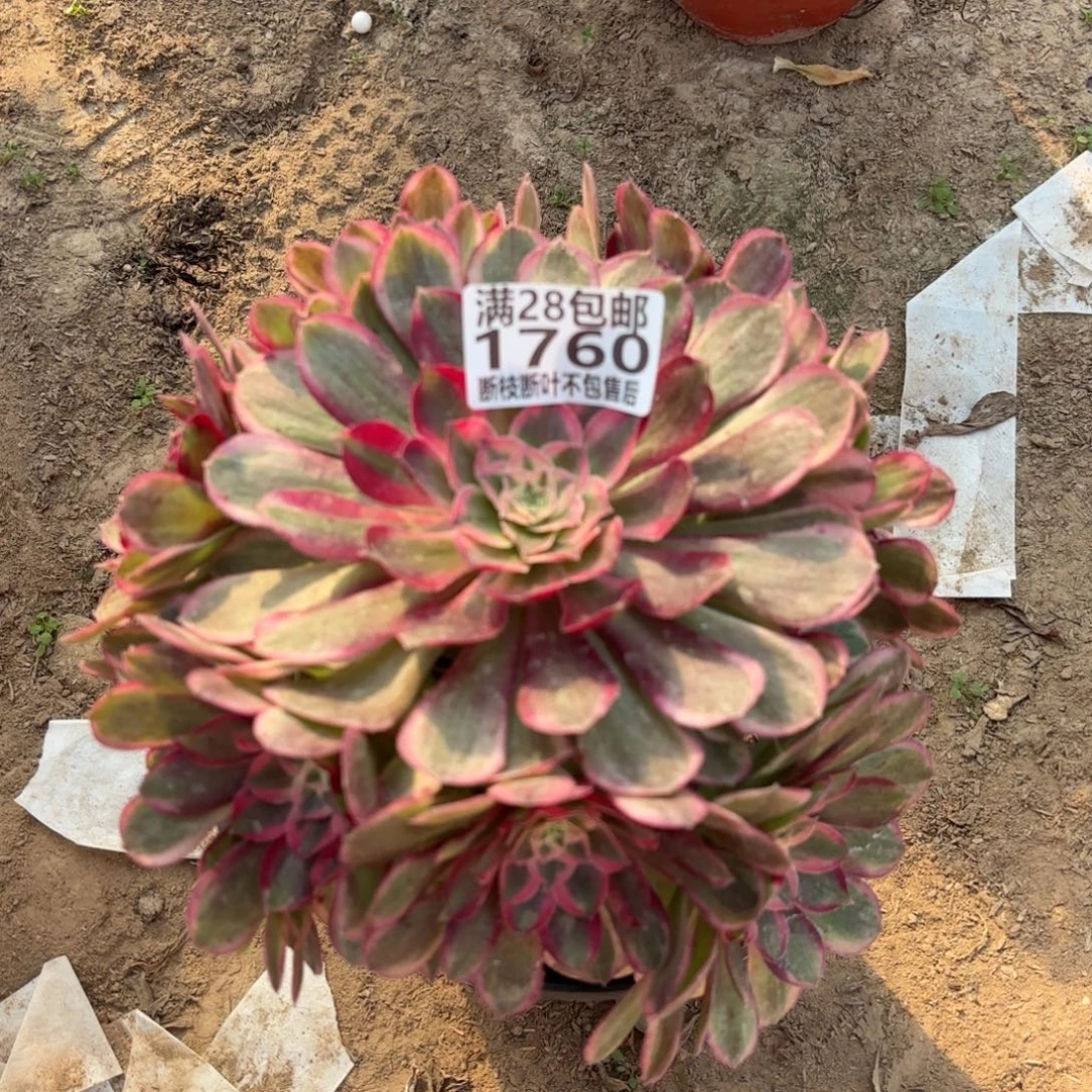 N. 1760孔雀翎多肉12233