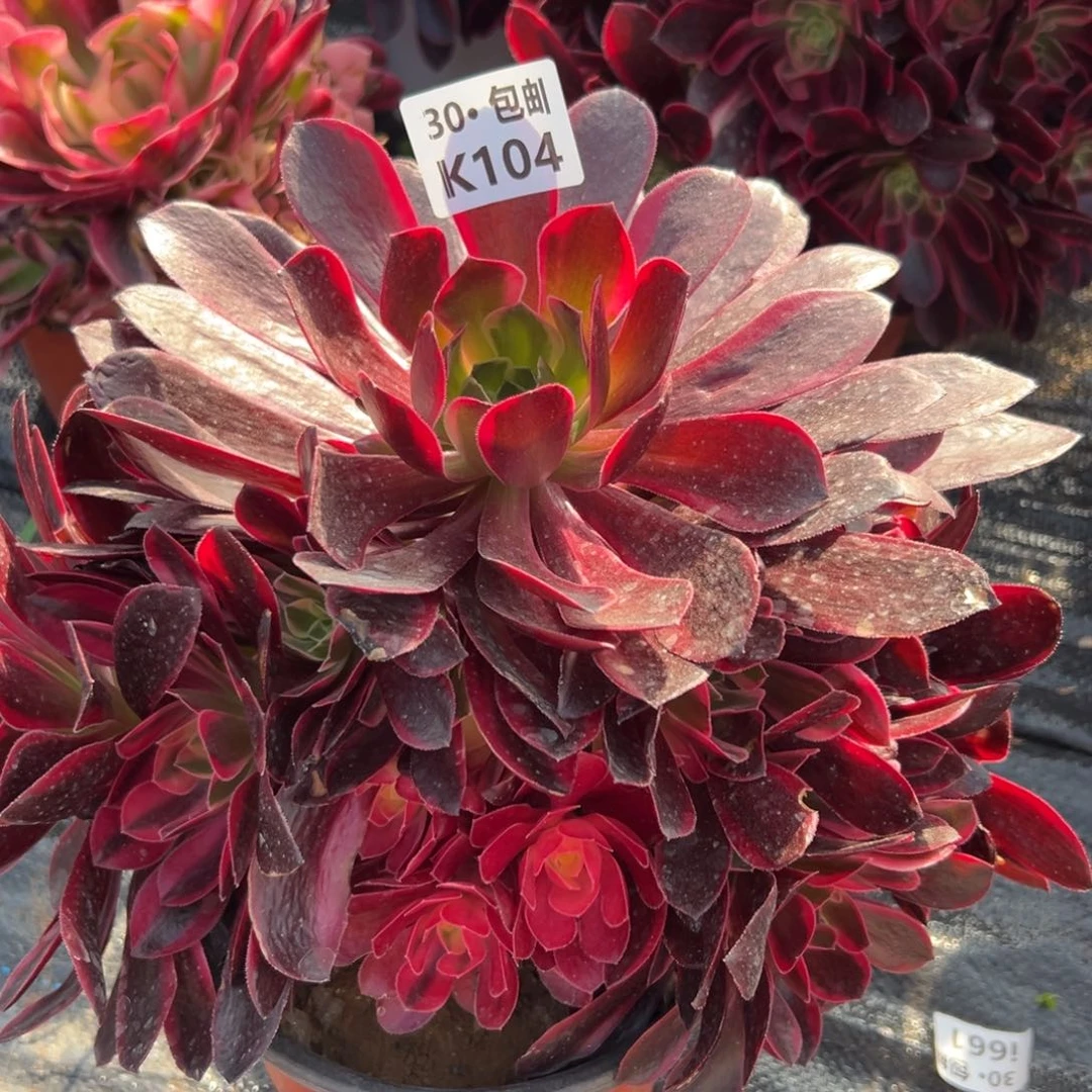 104金丝雀满20包邮