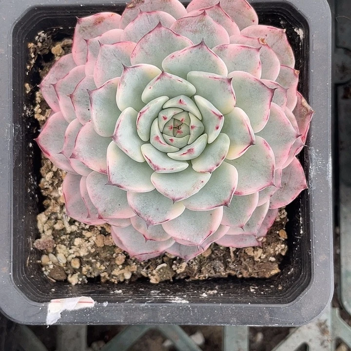 沙罗姬牡丹锦一物一拍