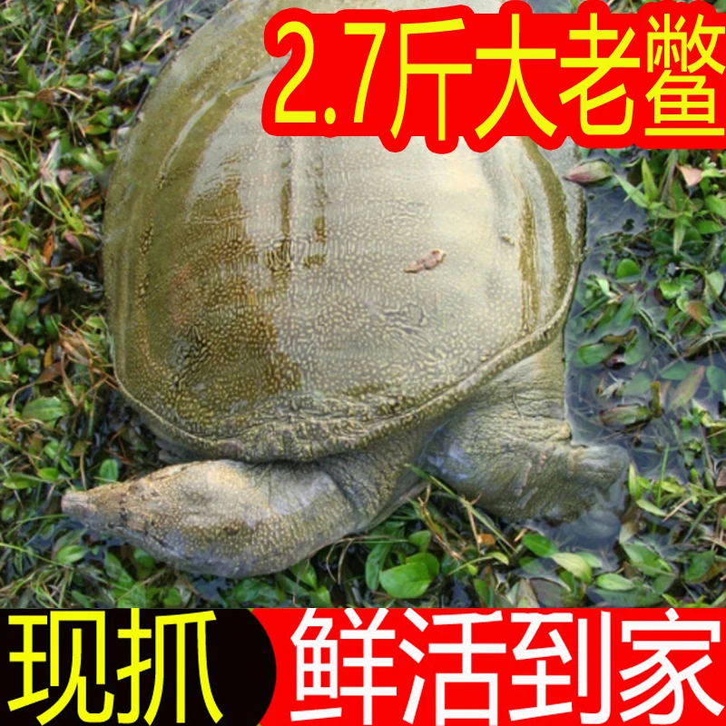 2.7斤 包活送到 外塘散养 鲜活大甲鱼活体水鱼团鱼王八中华鳖