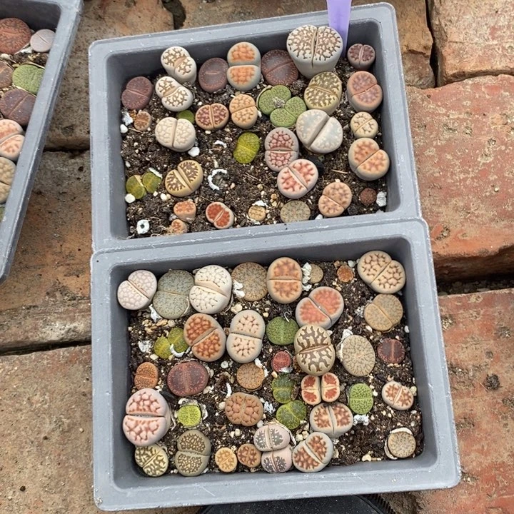 卿***语生石花等植物的生长091