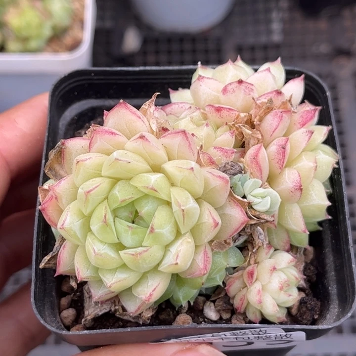 039厚叶麦秆女王