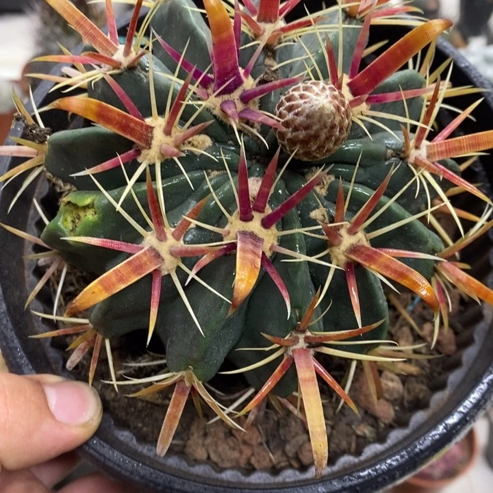 宽刺日出掉刺特价