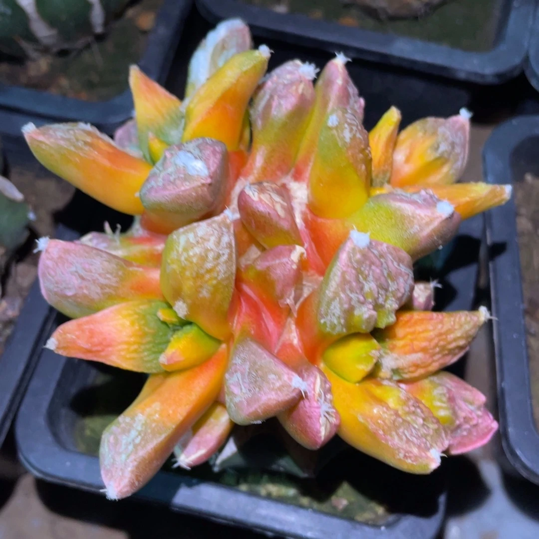 四头连体菜花牡丹锦
