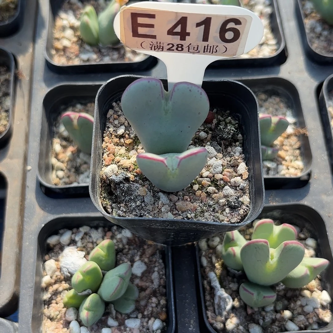 E416毛将一物一拍
