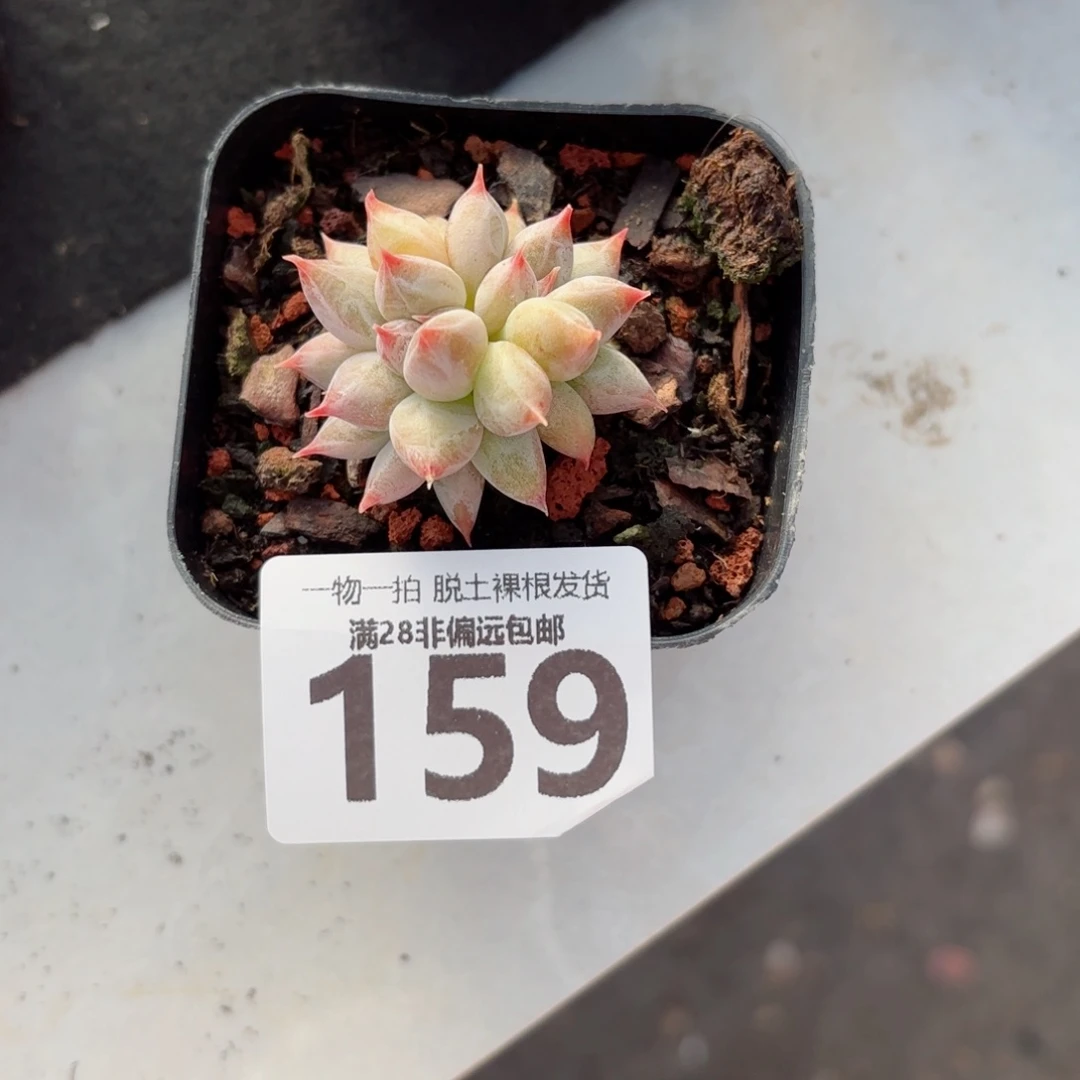 婚戒多肉无盆土发货
