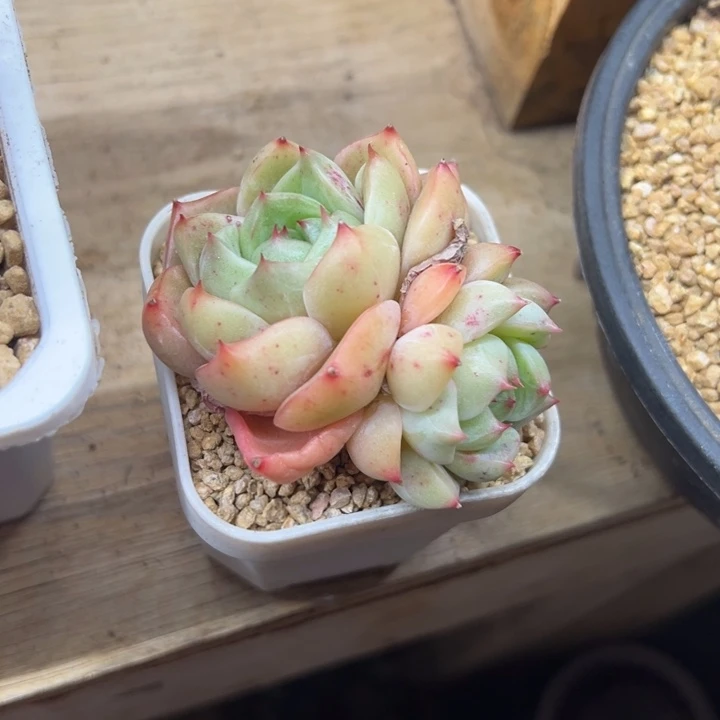 麦秆 双头 夏鸣园艺