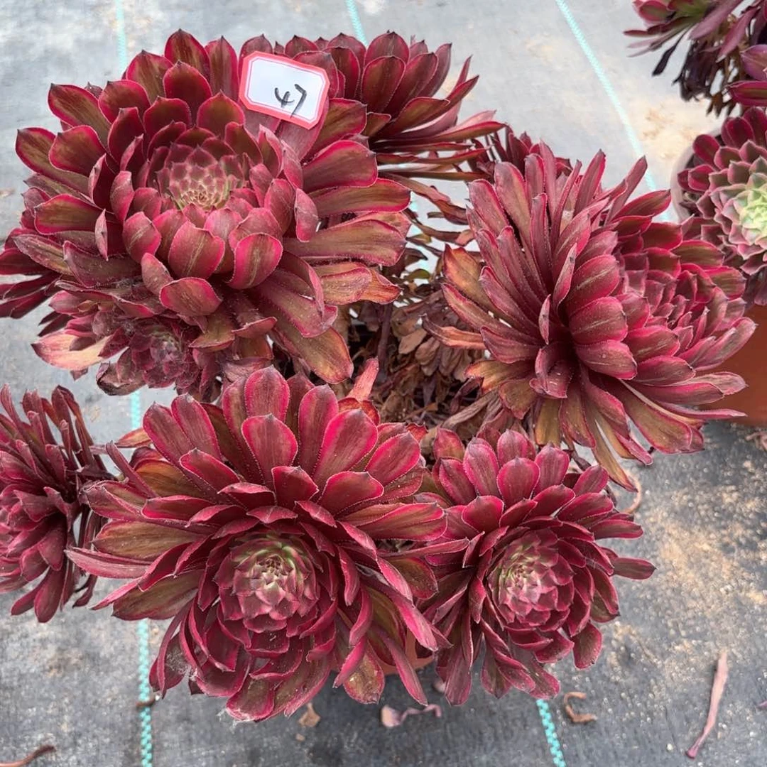 无花朵47紫牡丹朵朵多肉植物