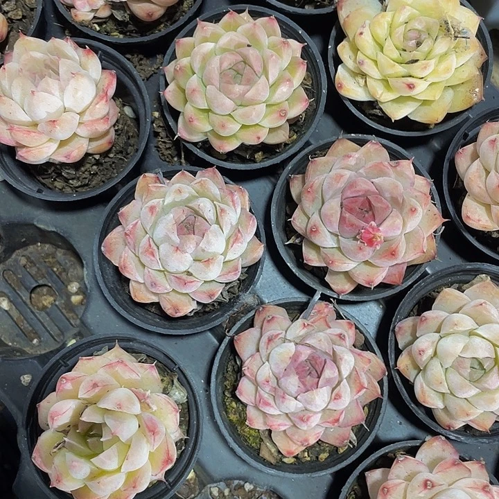 圆盆小桃熏女王带盆