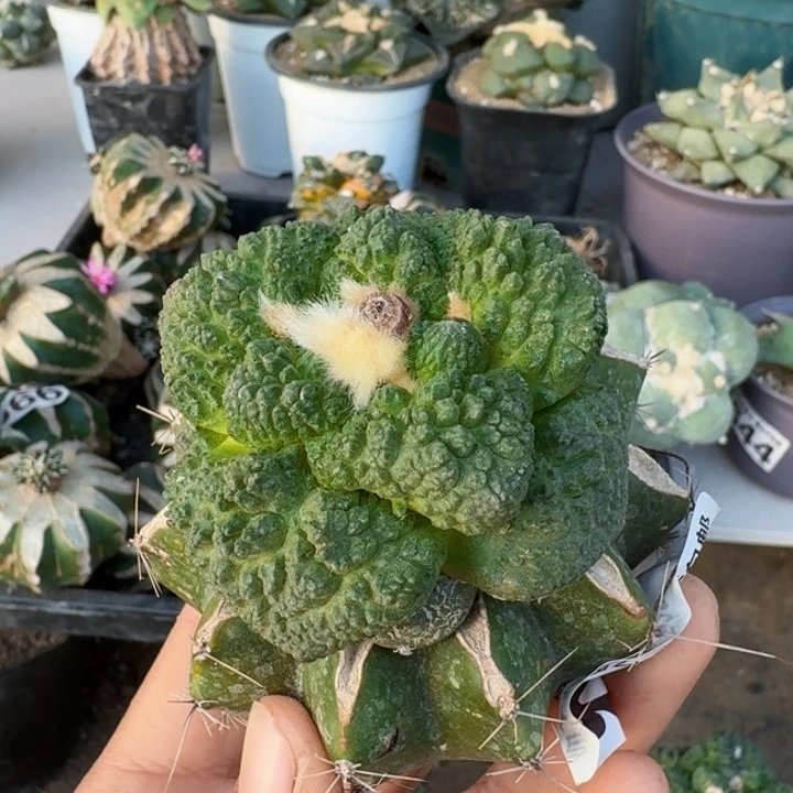 834苗接超大尤哥斯拉牡丹带种子