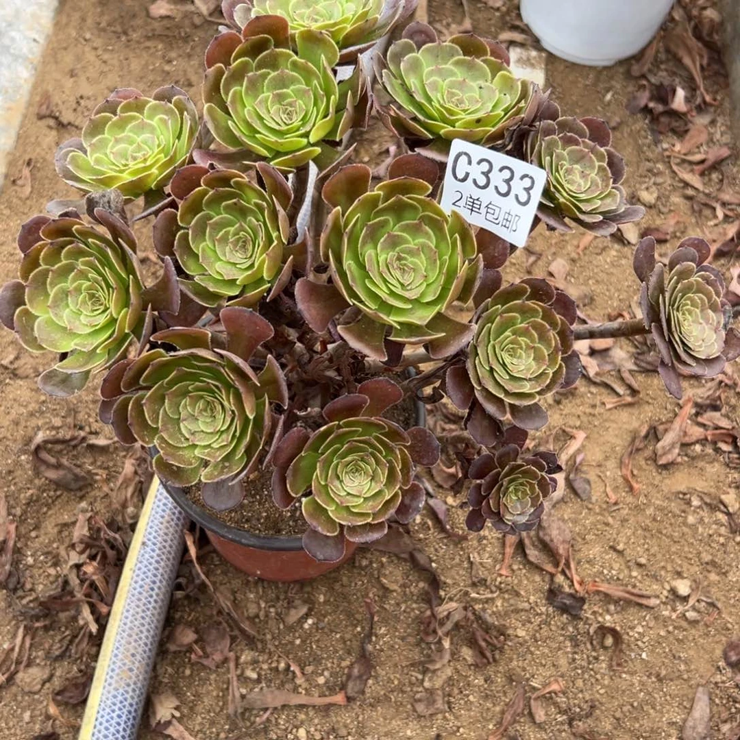 333多肉  萝莉 不包断头