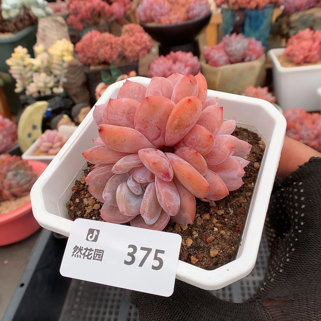 375星影綴化多肉植物666