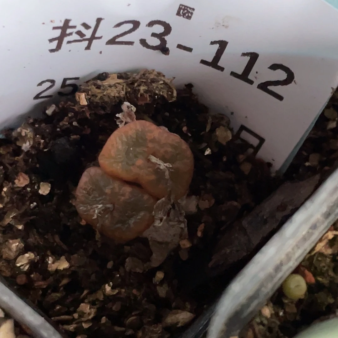 胖*23-112肉锥多肉植物肉锥