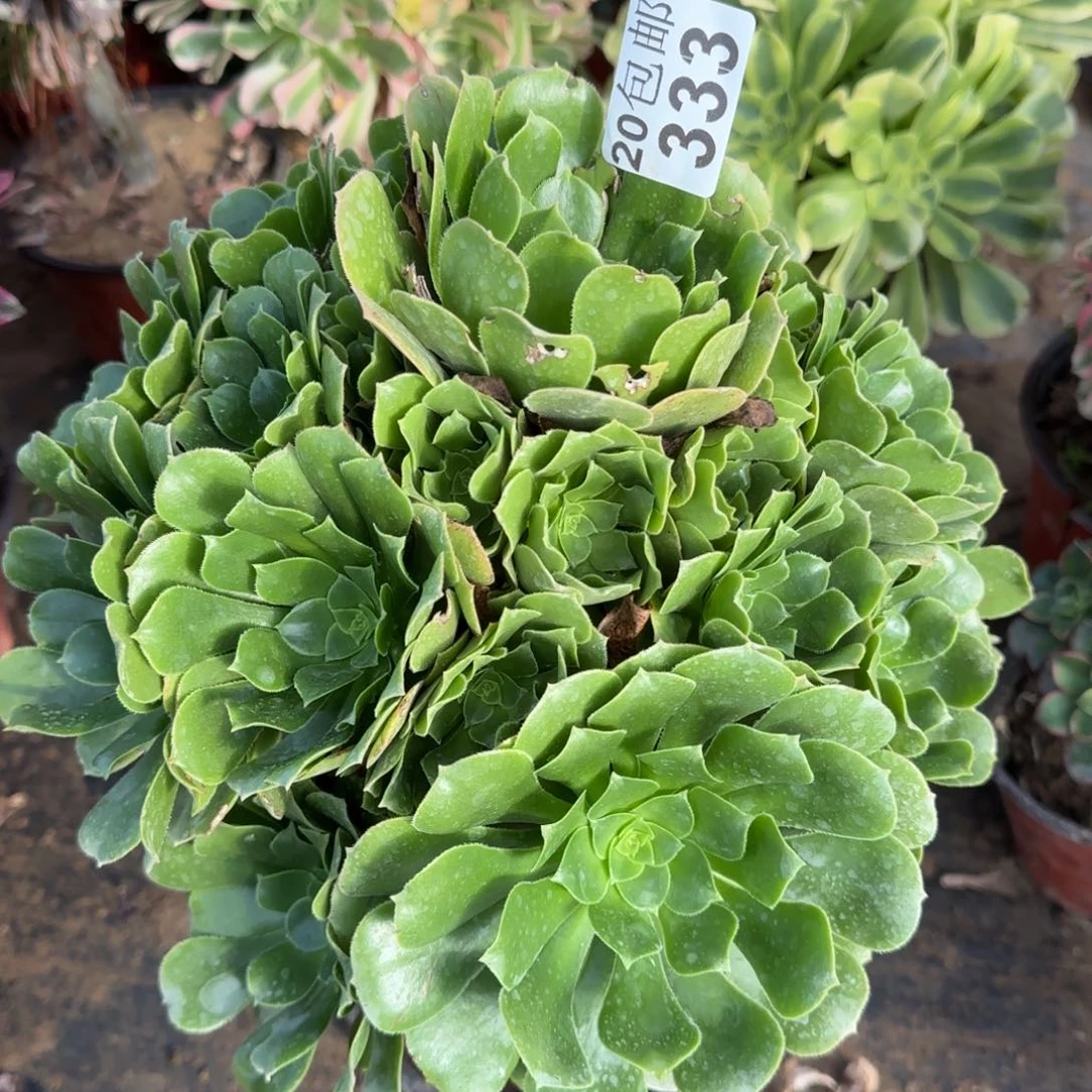 绿羊荣333满20包邮断枝不包