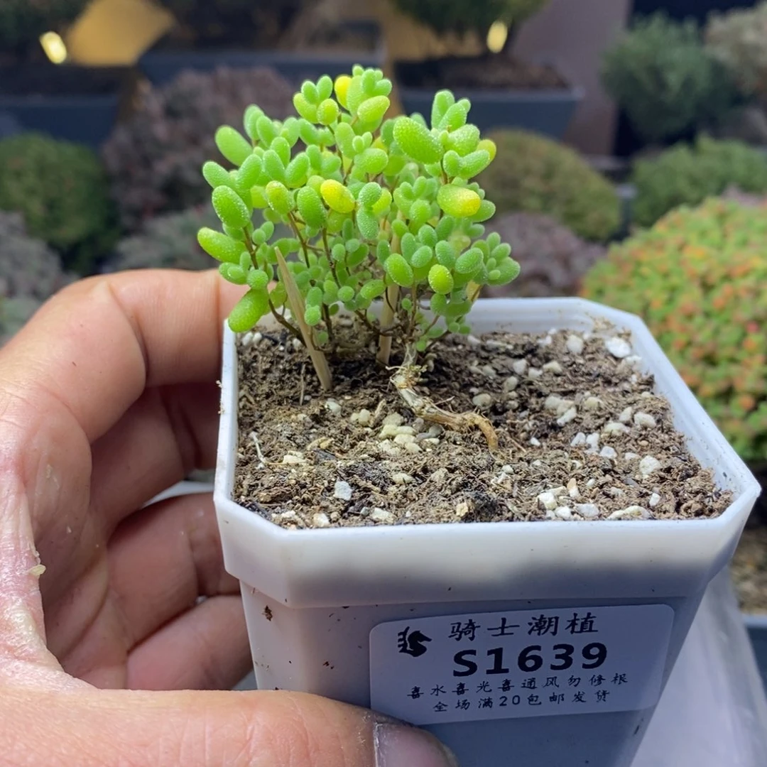 G**y1639蜜橘糖球造型桩