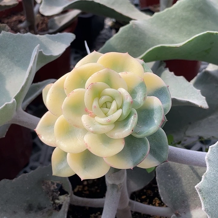 三文鱼锦一物一拍一拍