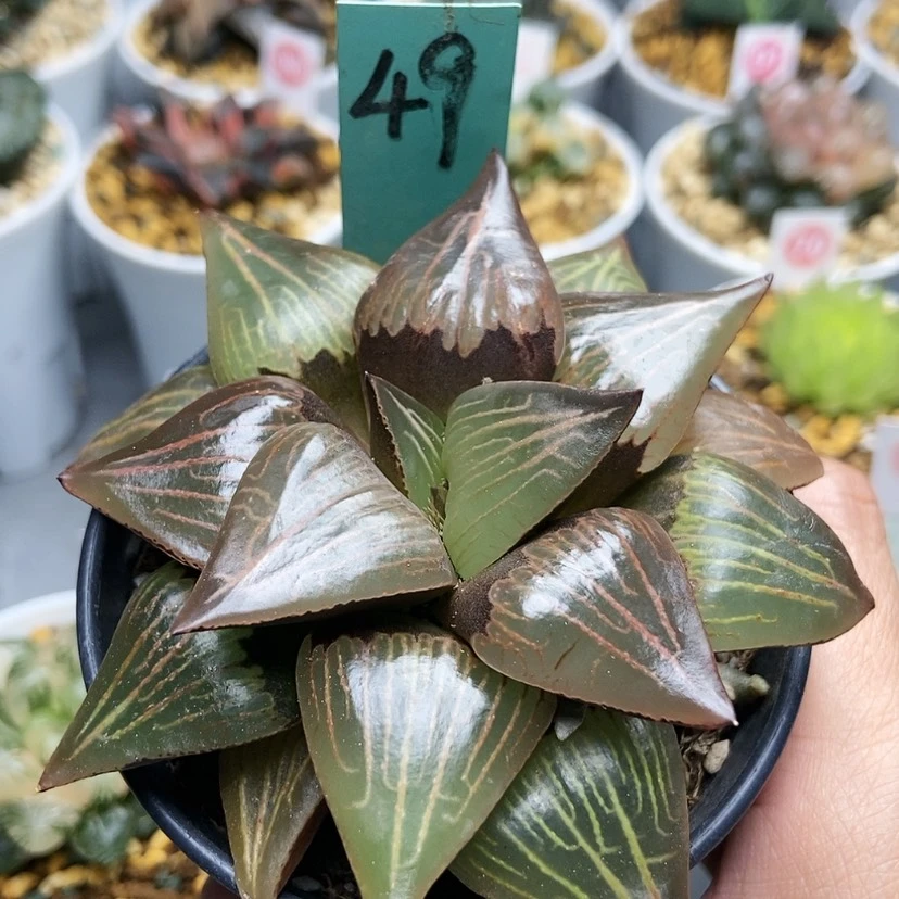 【闪购商品】b*m49竹虎