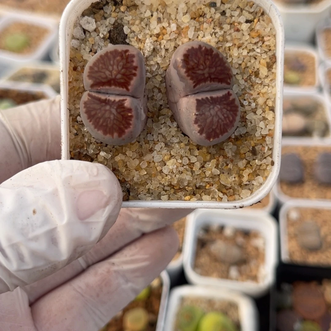 多肉植物一物一拍11