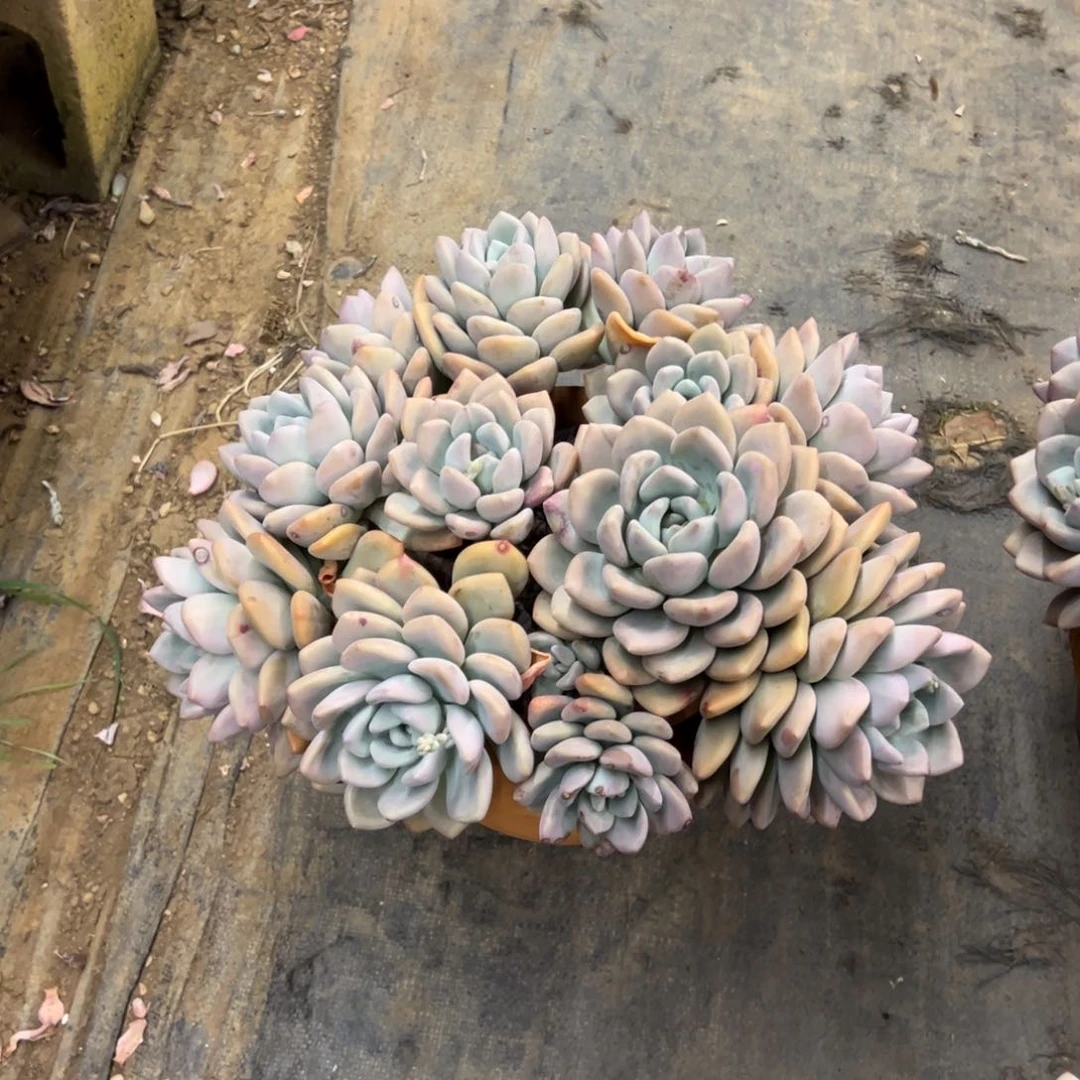 露养老桩脱土裸根奥普琳娜