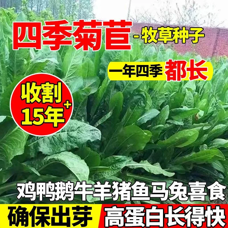 菊苣种子大叶多年生草种种籽