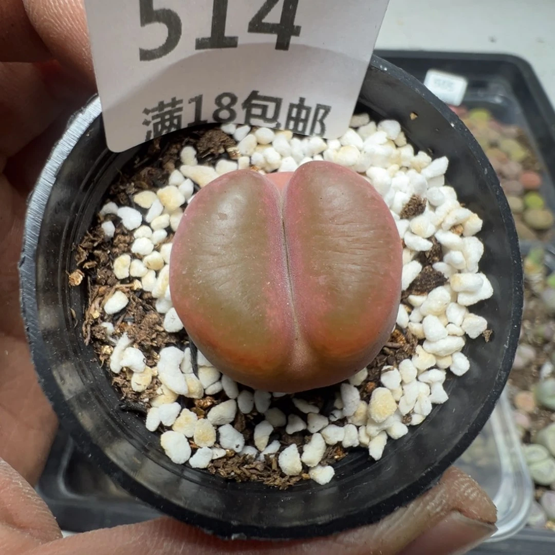 【闪购商品】 514。