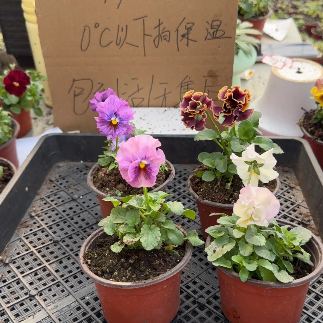 大部分花苞少量开放188