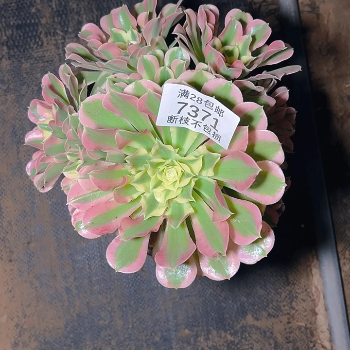 7371白凤多肉植物