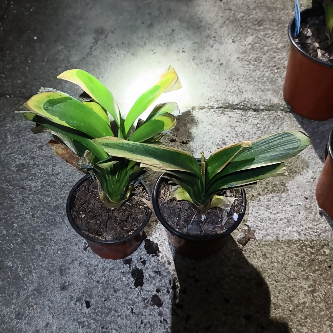 温***馨完全开放盲盒小苗残叶特惠无售后