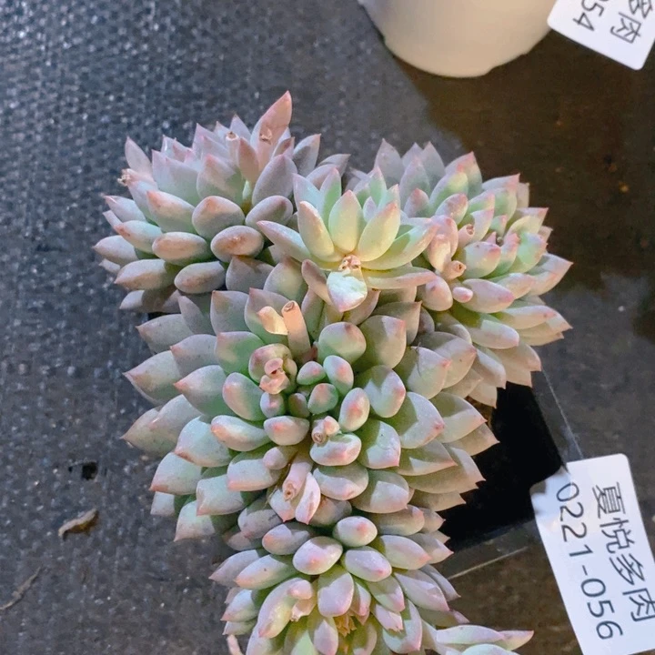 夏悦多肉 0221-56明珠美人