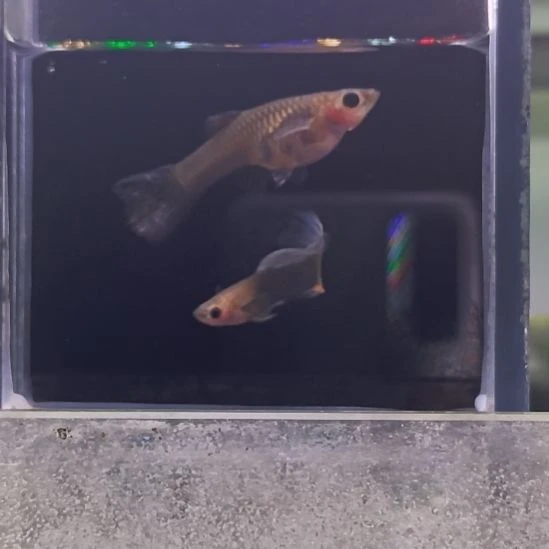 孔雀鱼品系孔雀鱼，自家繁育，一组一拍