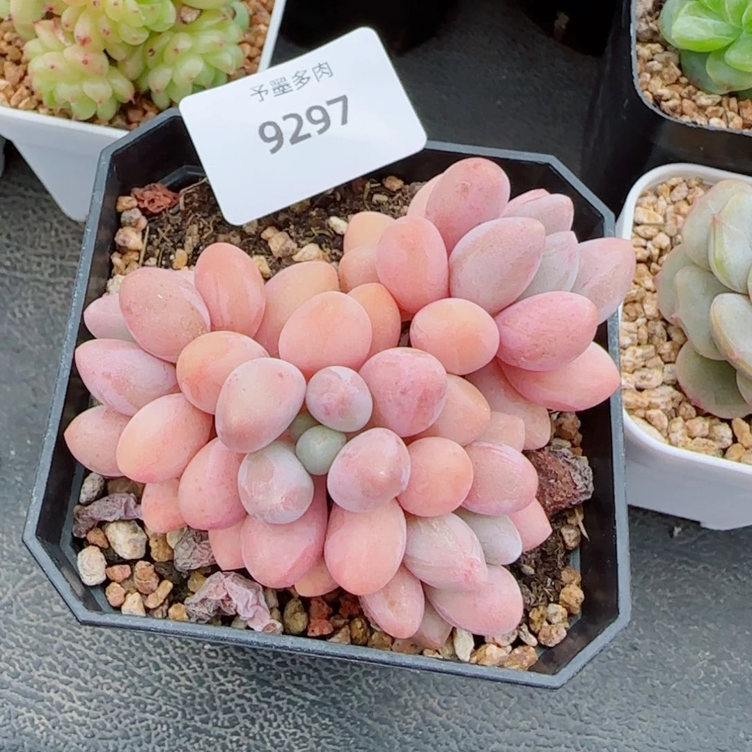 汤圆无砍，9297多肉植物