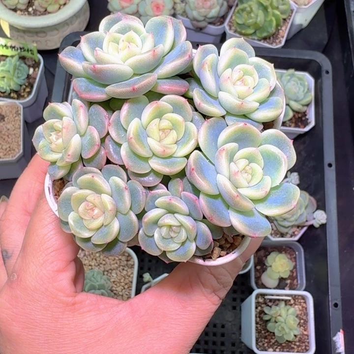 614甜心多肉散群特价