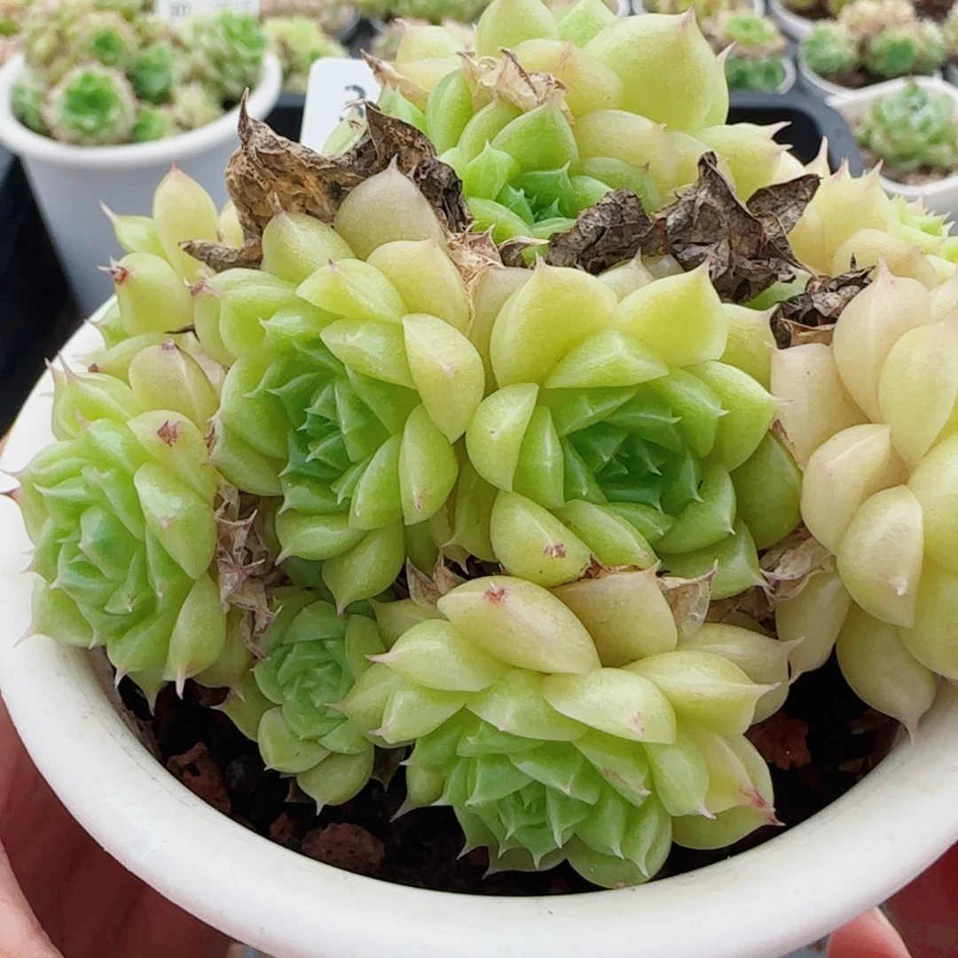 开****花语逸镜0615-31散