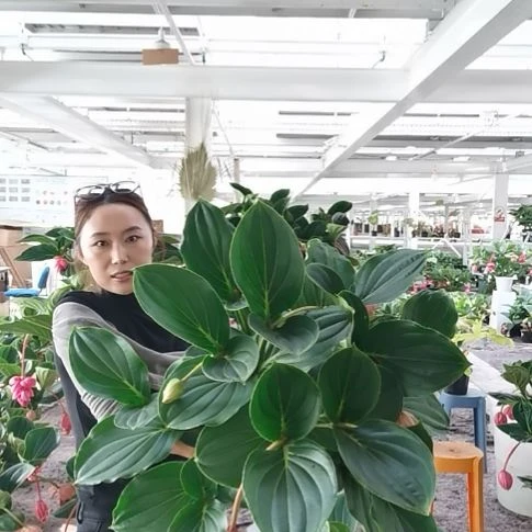 陈***光完全开放6花苞玫红