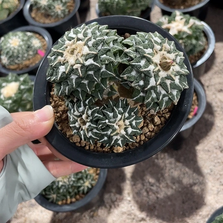 自根黑牡丹群福利