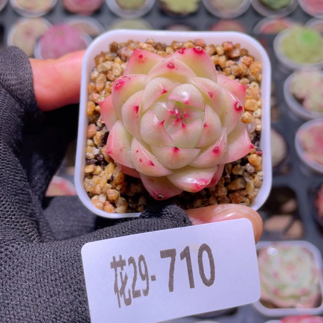 花利美29-710麦秆