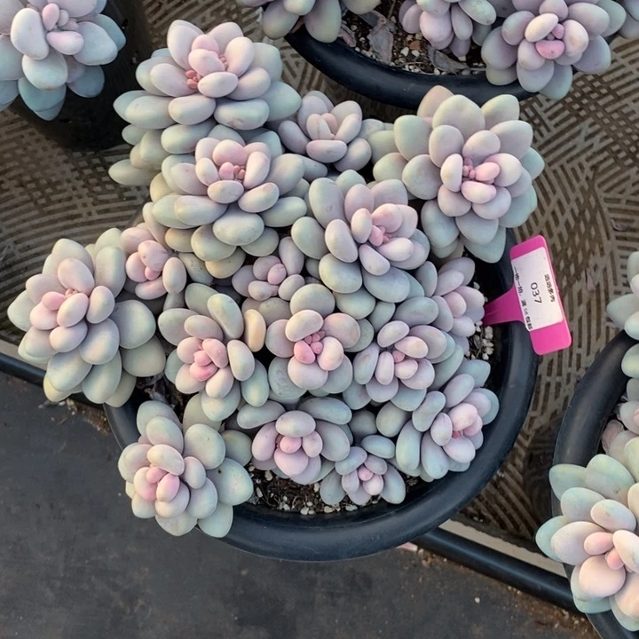 037桃蛋肉肉肉肉肉