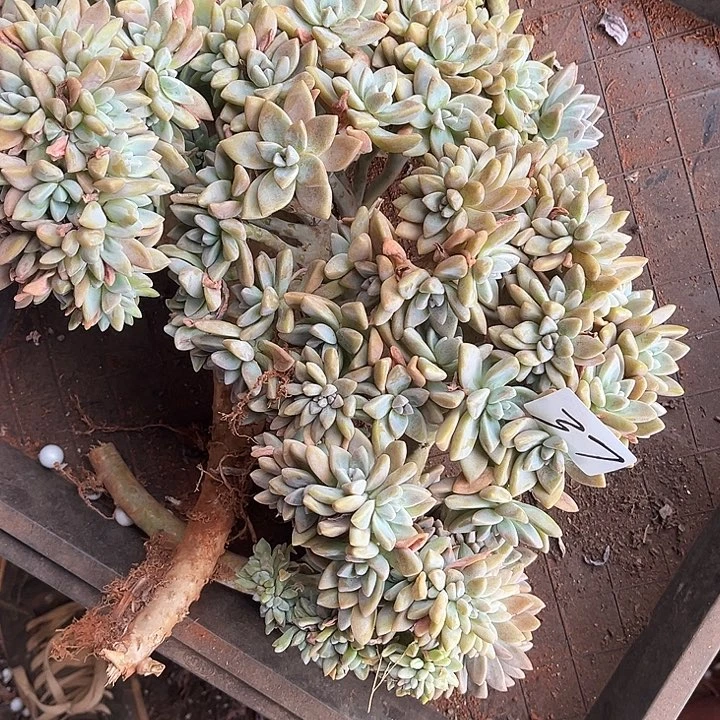 开***心淡雪缀瑕疵37号多肉植物精品